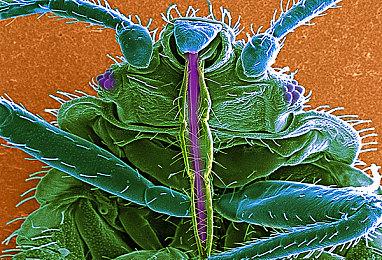 传闻：疑似《对马岛之鬼》壹岐岛内容泄露